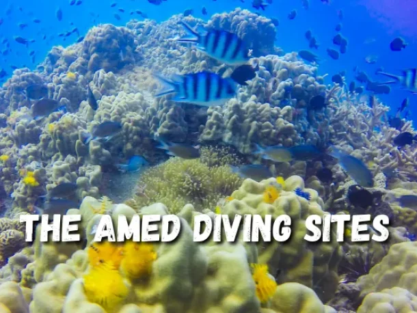 A school of zebra fishes on Amed Diving Sites